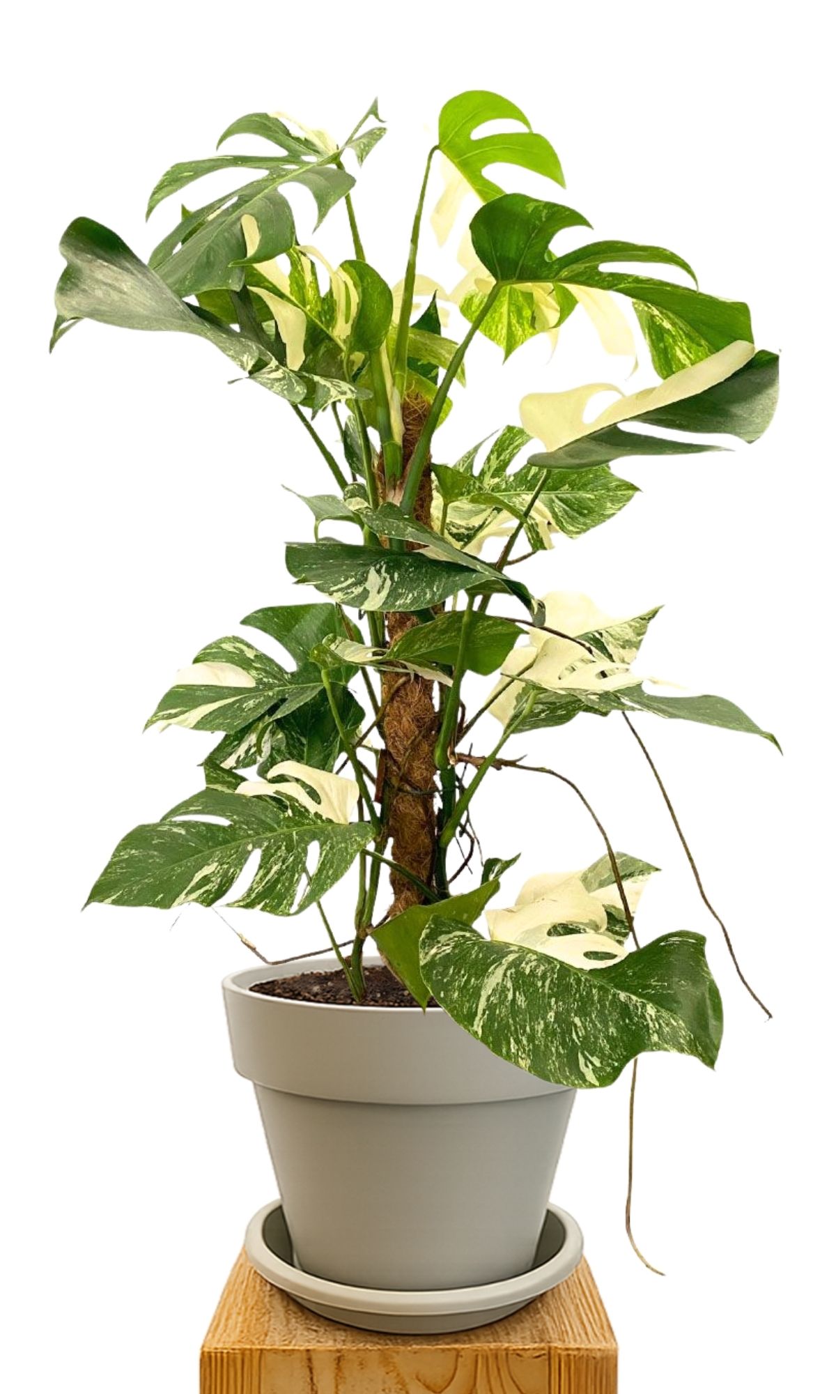 Plant kit 30 Sand
